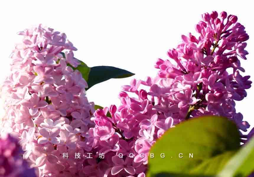 30+丁香花成型图色彩植物花形态参考素材
