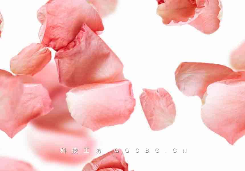 31+玫瑰花瓣粉红爱情高清图片设计元素