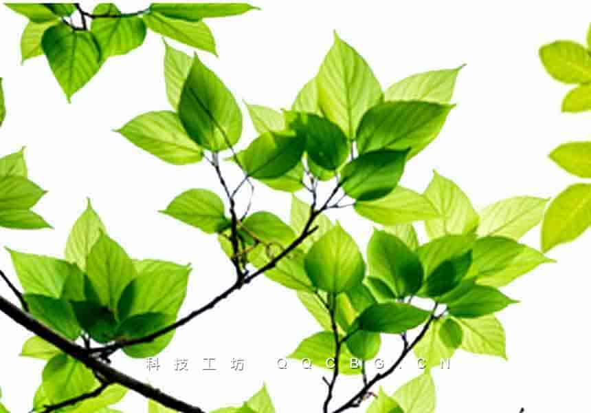 50+树叶高清绿色春天生命植物树枝参考素材